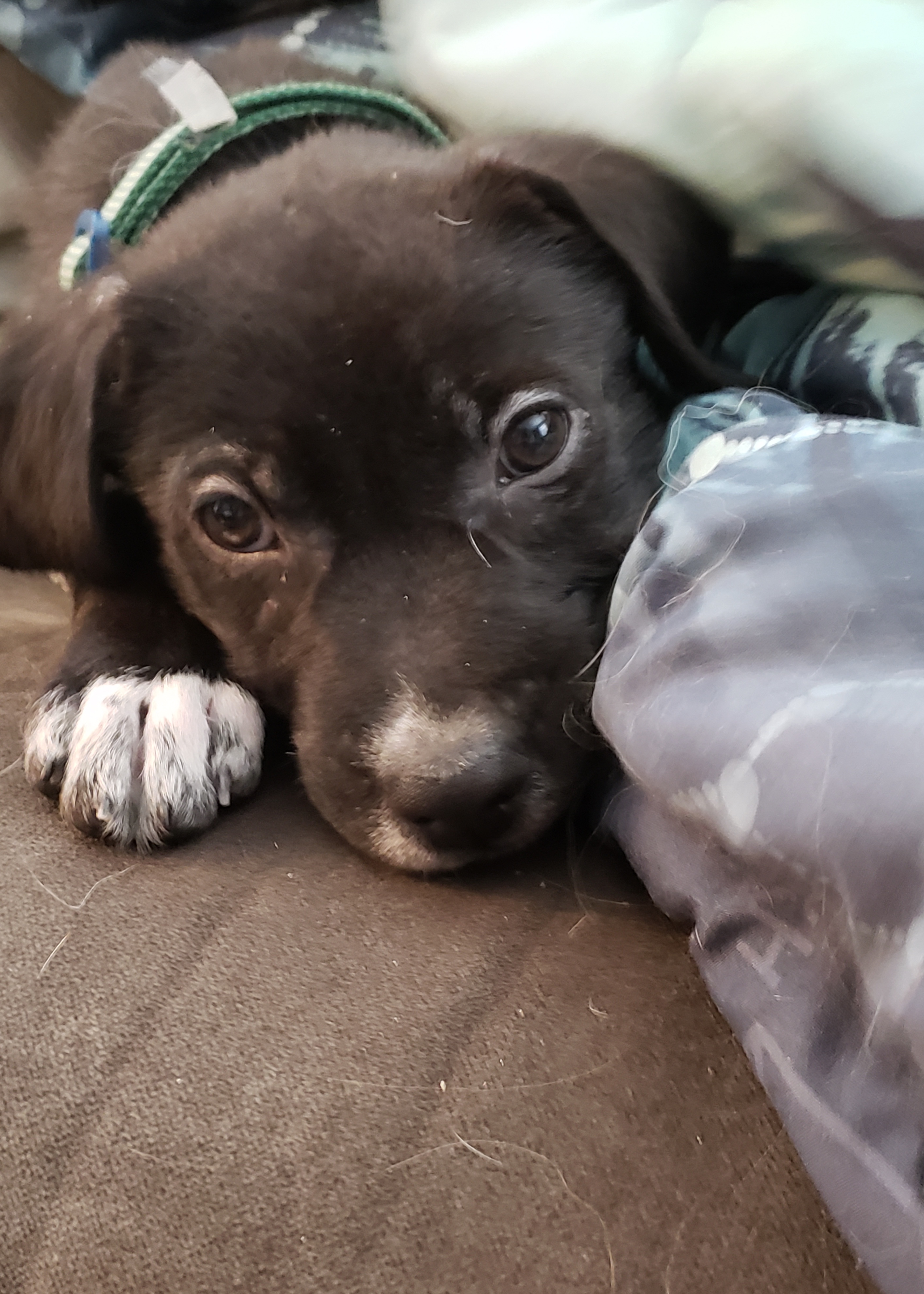 Dog of the Week: Bobby | Last Hope Animal Rescue