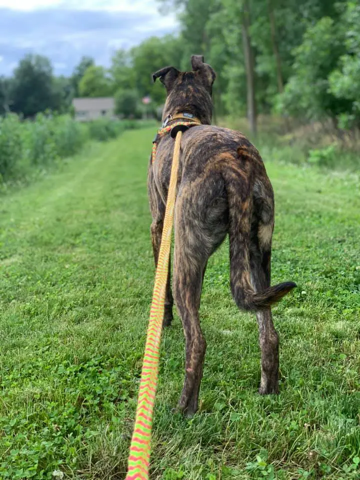 A dog with its back turned to the camera.