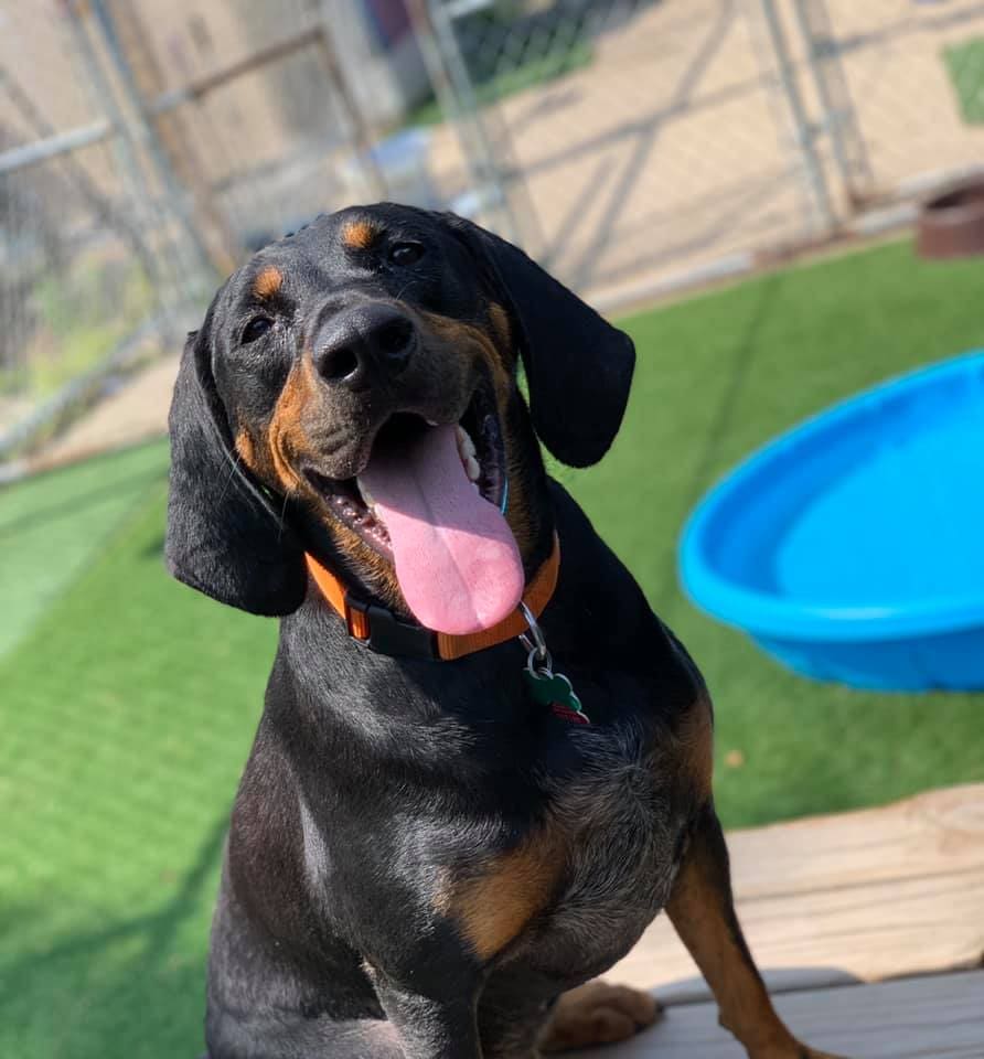 A black and brown dog sitting in front of a pool.