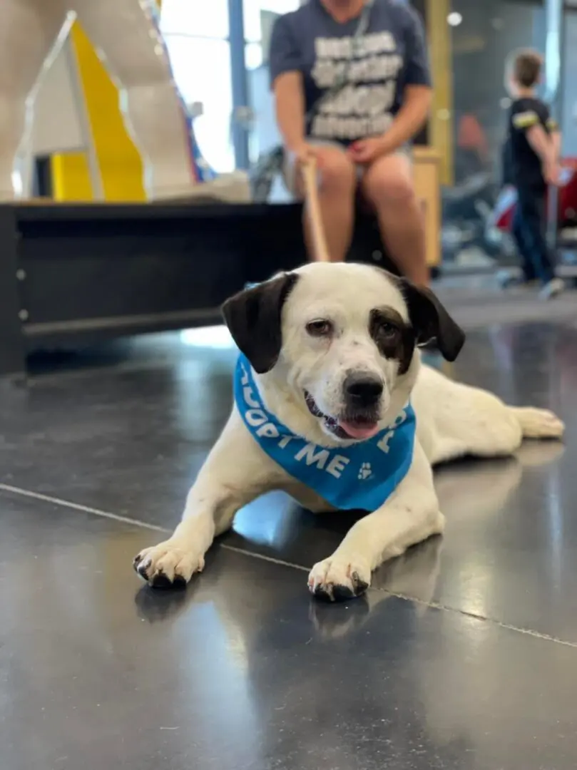 A dog with a blue bandana laying on the floor.