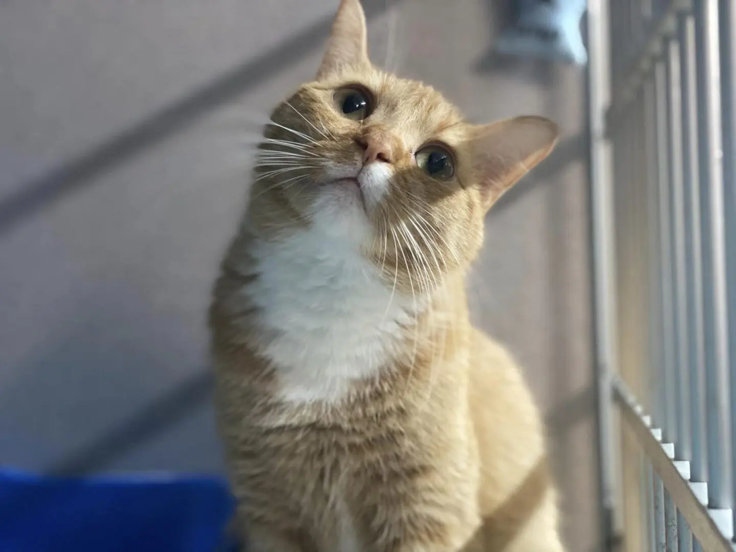 A cat is standing up and looking at the camera.