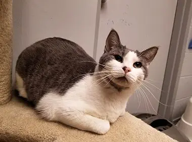 A cat is laying on the floor next to a refrigerator.