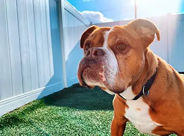 A brown and white dog standing on top of grass.