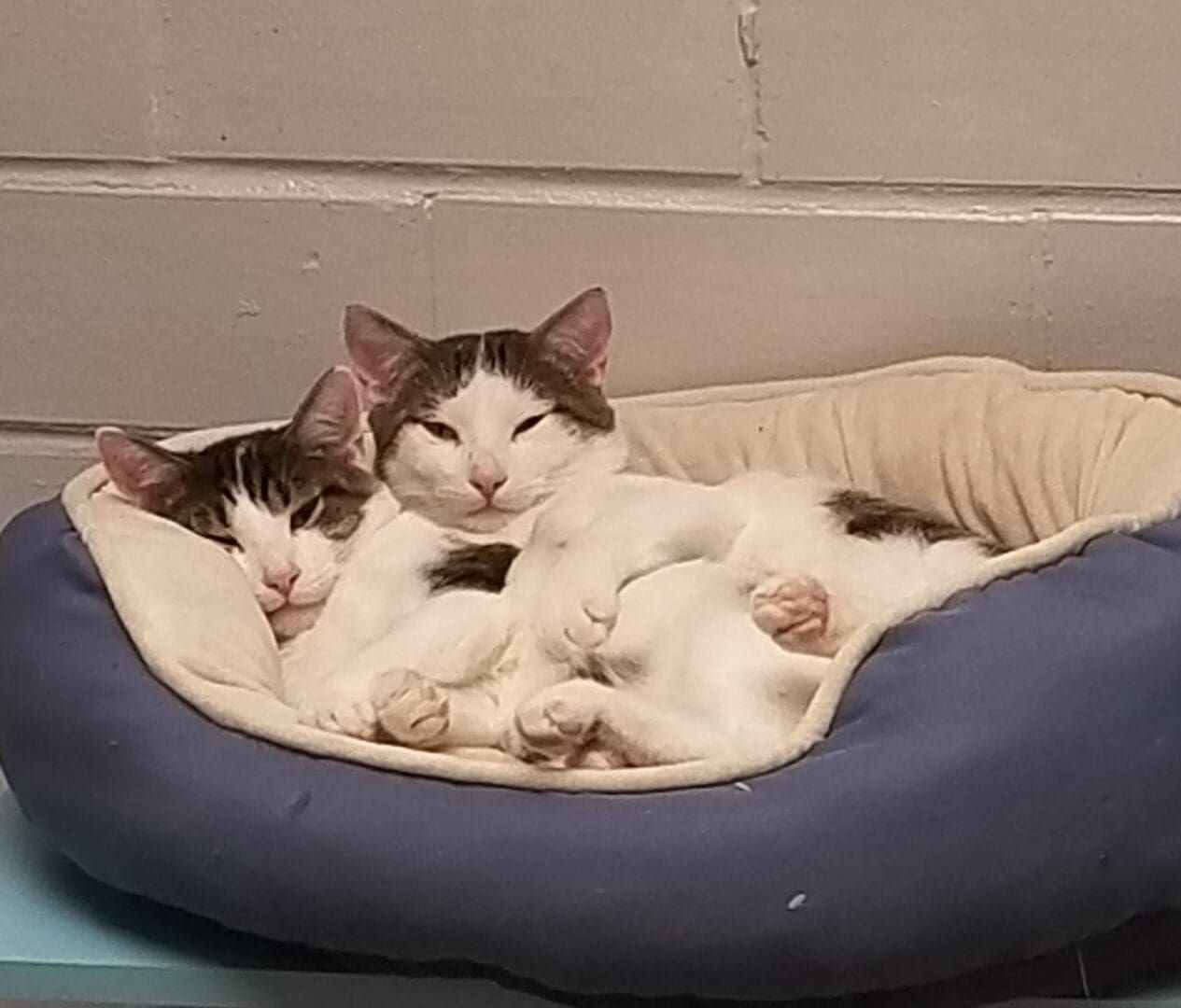 Two cats laying in a cat bed on the floor