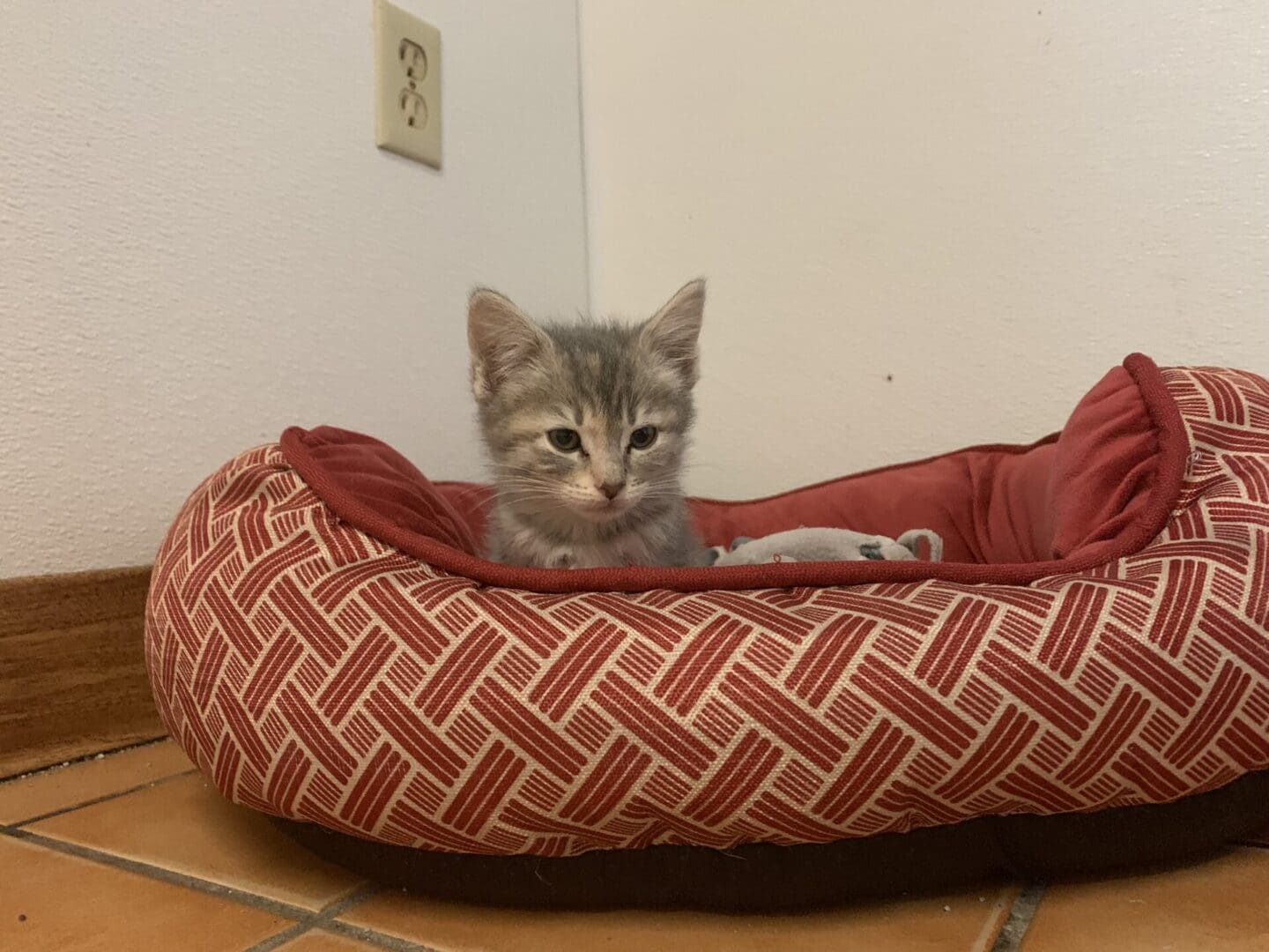 A cat sitting in its bed on the floor