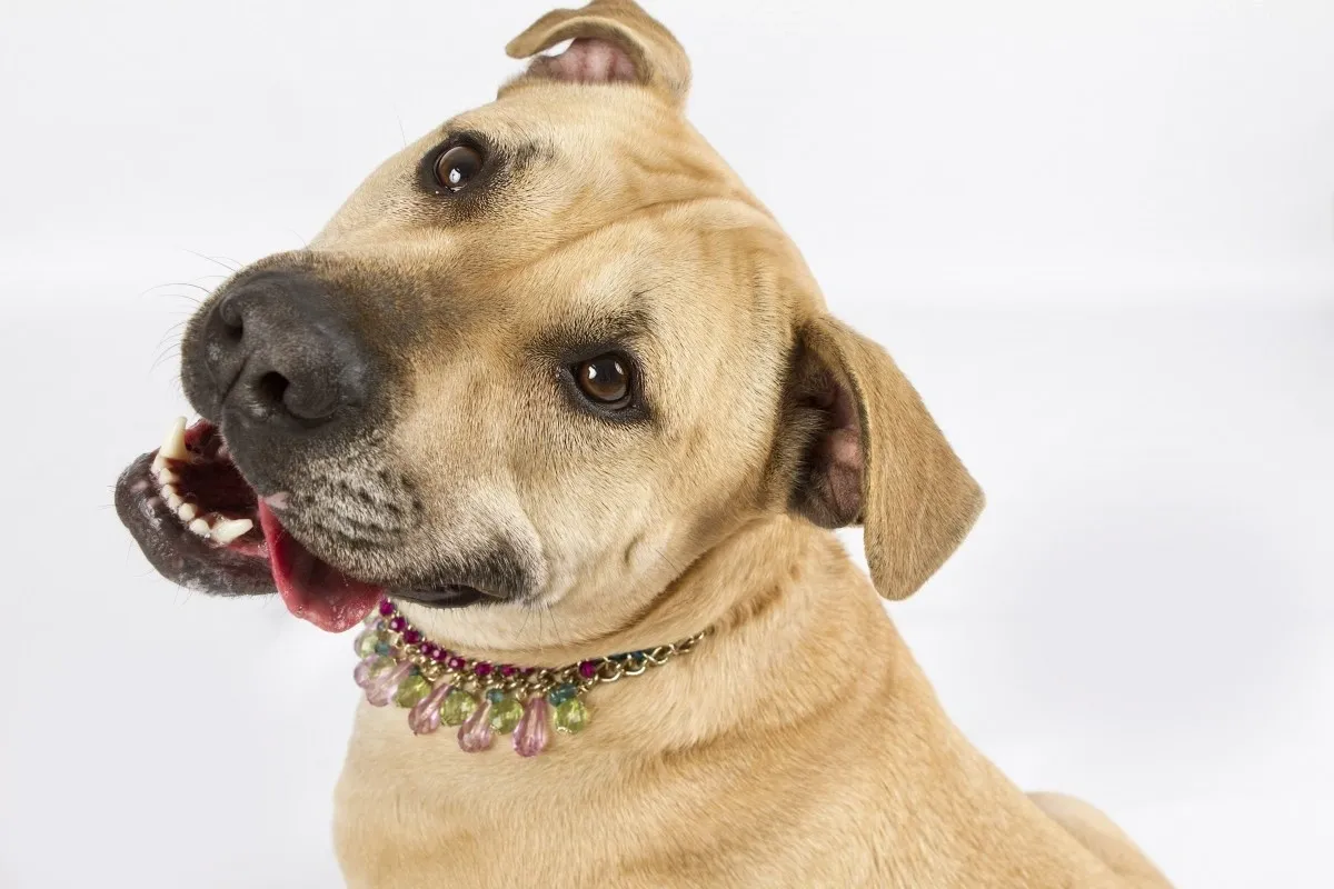 A close up of a dog wearing a collar