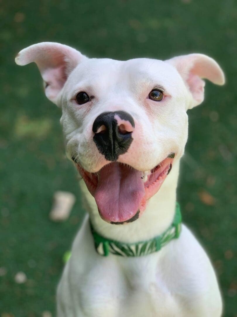 A white dog with its tongue hanging out.