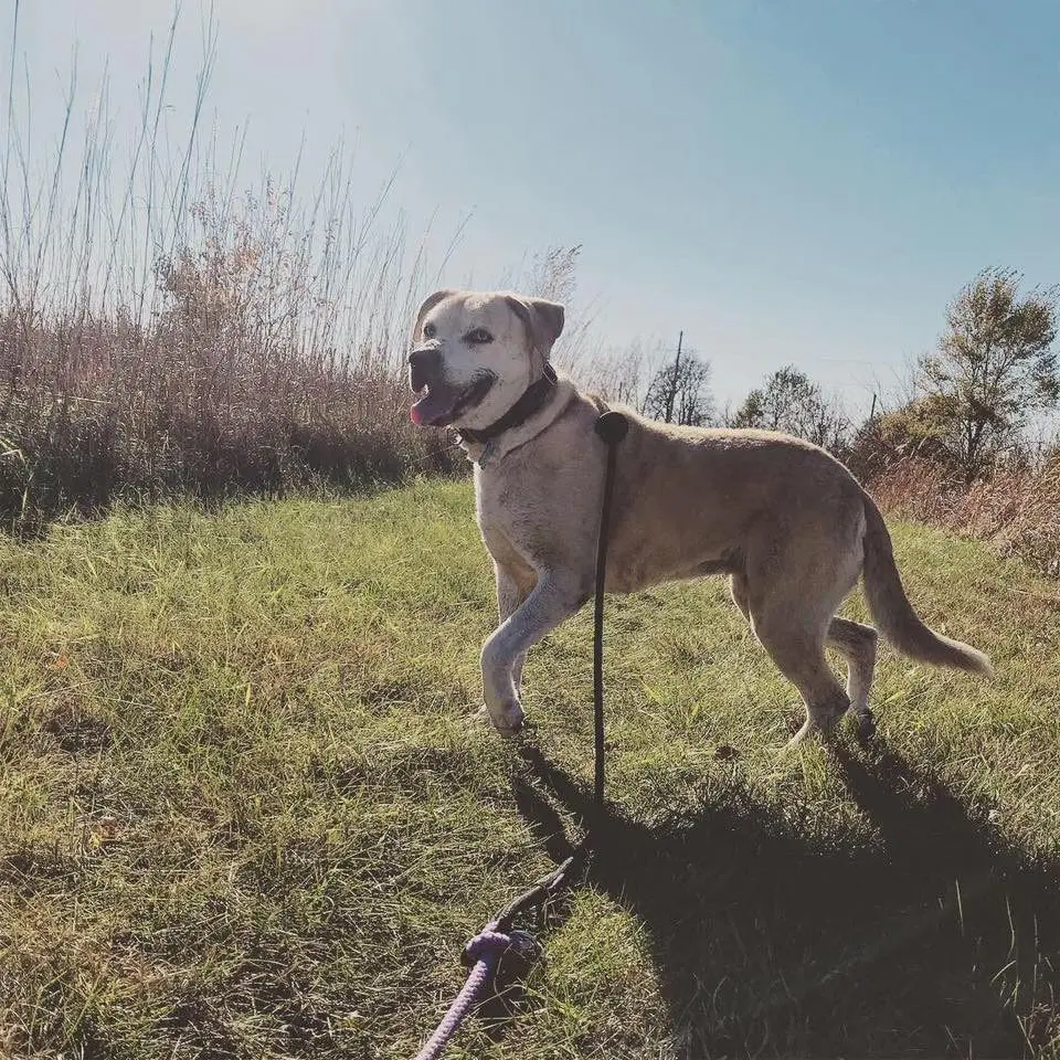 A dog on a leash in the grass.