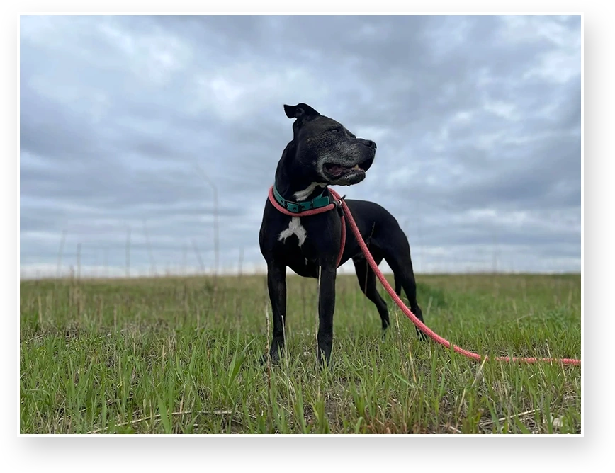 A black dog with a leash in the grass.