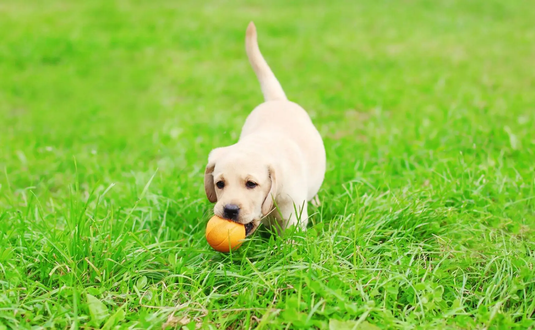 A dog is playing with an orange ball in the grass.