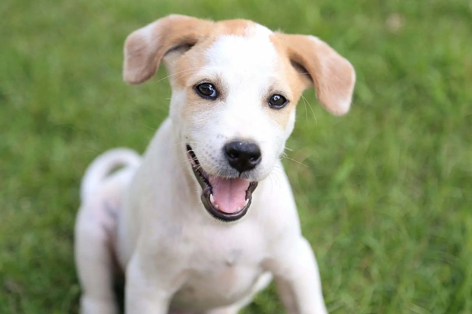 A dog that is sitting in the grass.