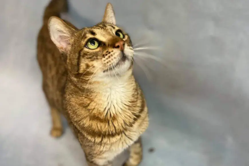 A cat standing on its hind legs looking up.