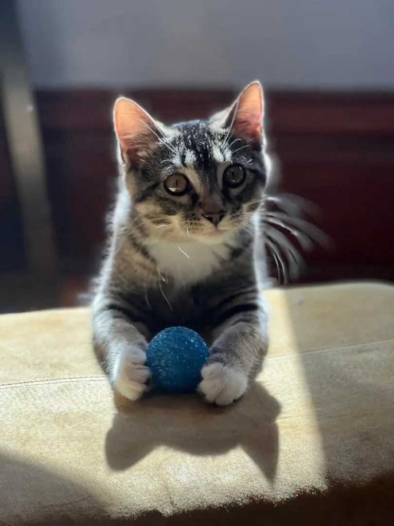 A cat is sitting on the table with its toy.