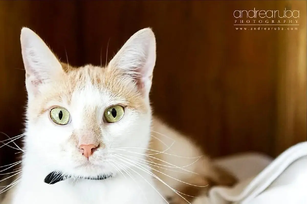 A cat with green eyes sitting on top of a bed.