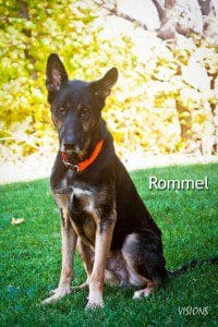 Perro Rommel Dog of the Week: Rommel - Last Hope Animal Rescue