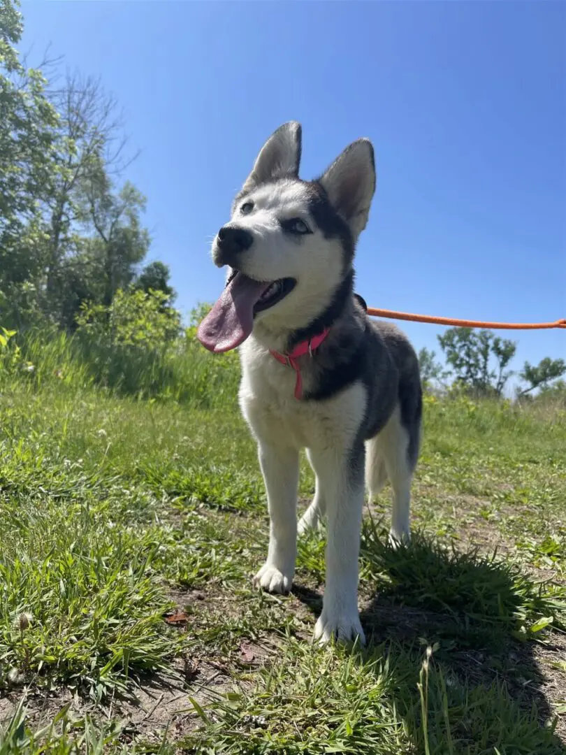 A husky puppy standing on a leash in the grass.