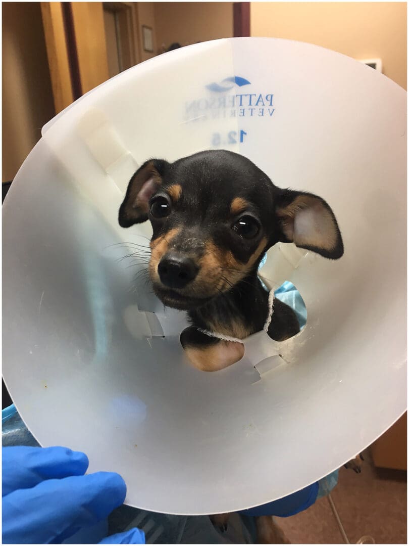 A small black and brown dog wearing a cone.