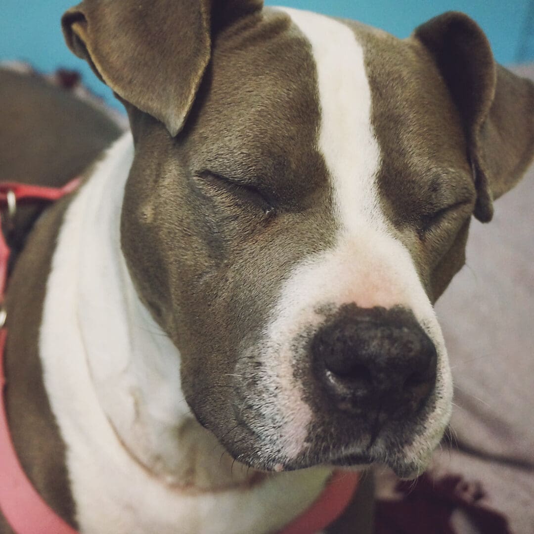 Close-up of a sleeping pit bull terrier.