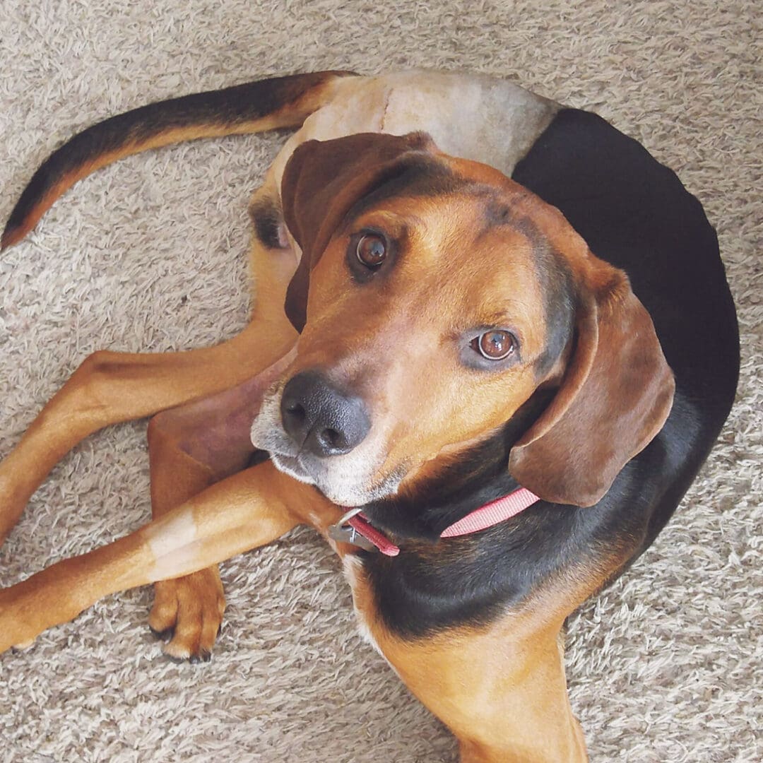 A brown and black dog with pink collar.