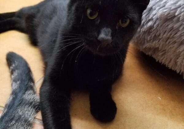 A black cat laying on the floor next to another cat.