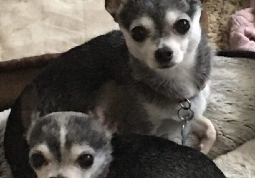 Two grey and white chihuahuas laying on a bed.