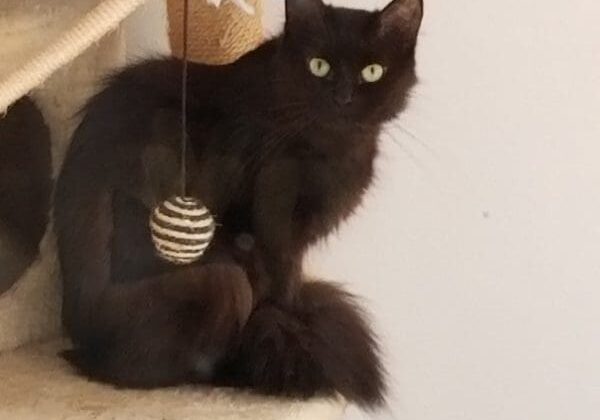 A black cat sitting on top of a scratching post.