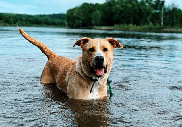 A brown dog wading in a river.