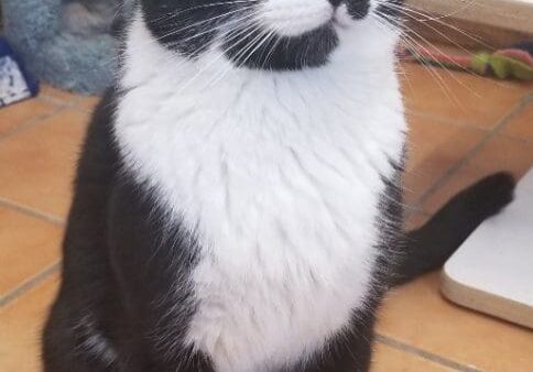 A black and white cat sitting on a tile floor.