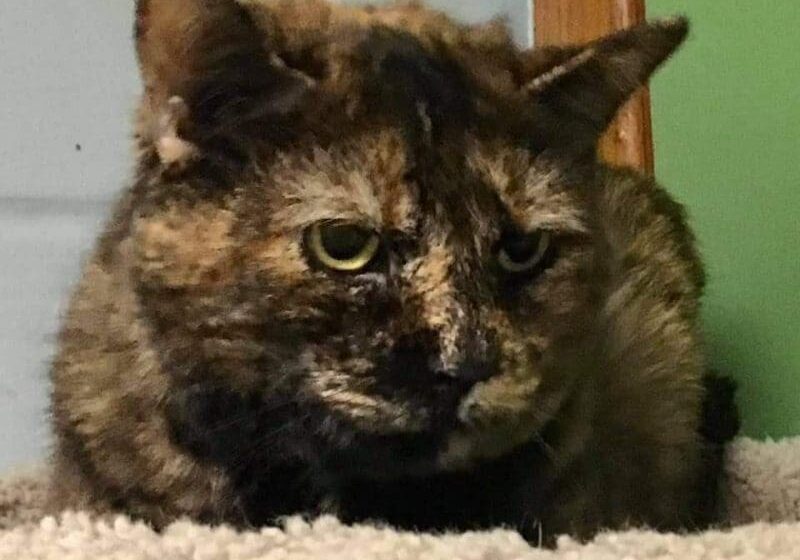 A cat is sitting on top of a rug in a room.