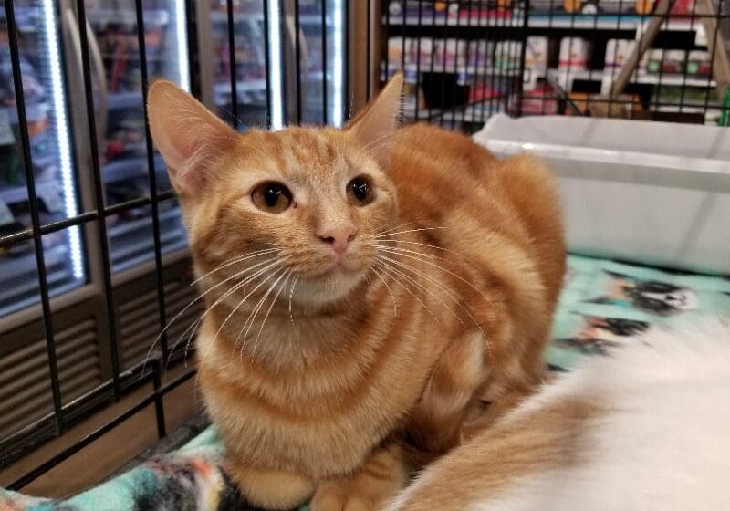 An orange cat sitting on a blanket in a pet store.