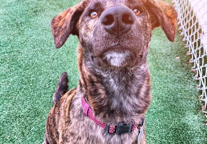 A dog is sitting on the grass looking up at the camera.