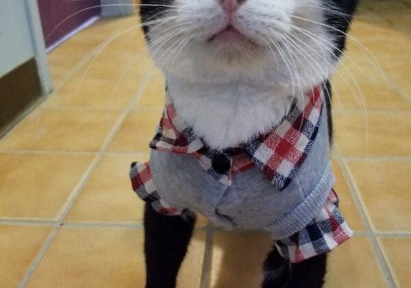 A black and white cat wearing a plaid shirt.