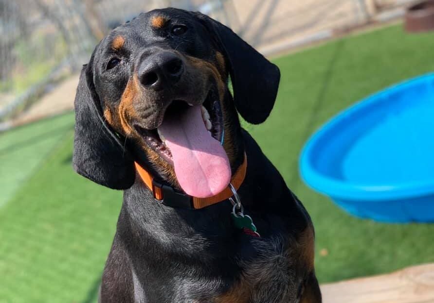 A black and brown dog sitting in front of a pool.