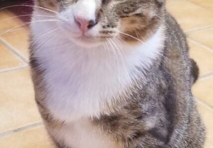 A tabby cat is sitting on a tiled floor.