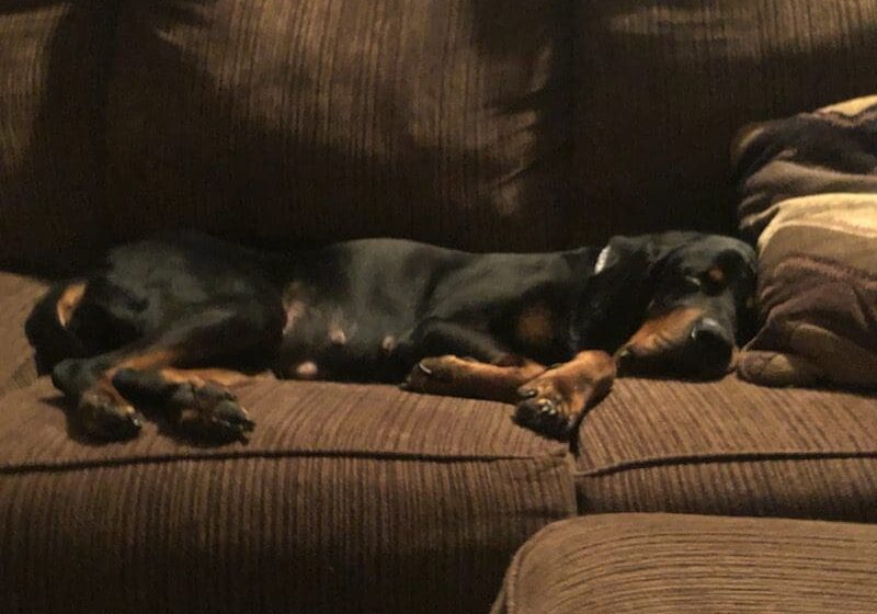 A black and tan dog laying on a couch.