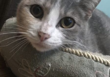 A gray and white cat laying in a pet bed.