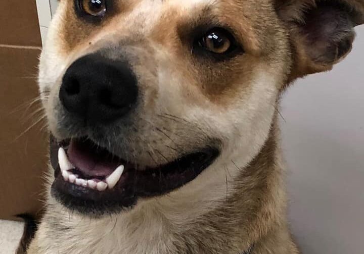 A brown and white dog with a blue collar sitting in front of a desk.