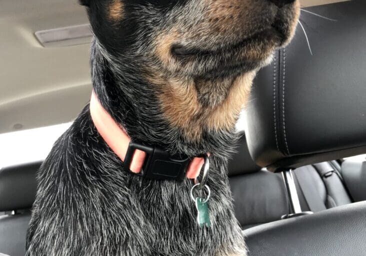 A dog sitting in the back seat of a car.