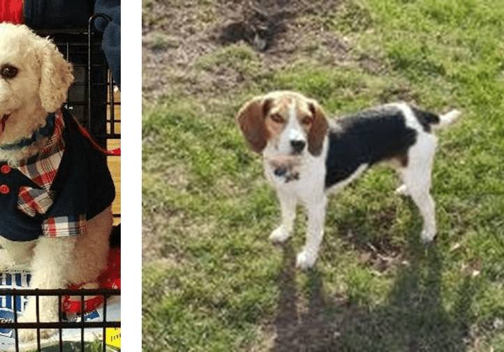 Two pictures of a beagle and a dog in a cart.