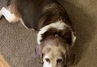 Person, an adoptable beagle & cocker spaniel mix in cleveland, oh.