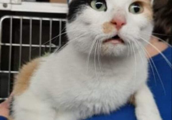 A calico cat is sitting on a person's shoulder.