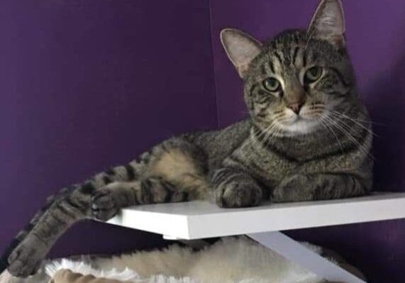 A tabby cat laying on a shelf in a purple room.