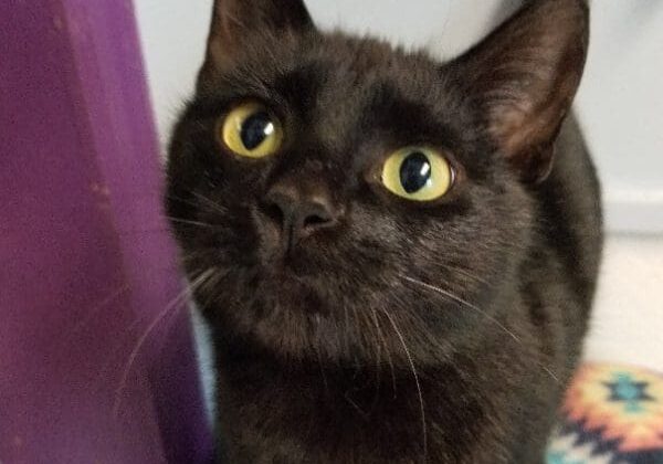 A black cat with yellow eyes is standing on a purple rug.