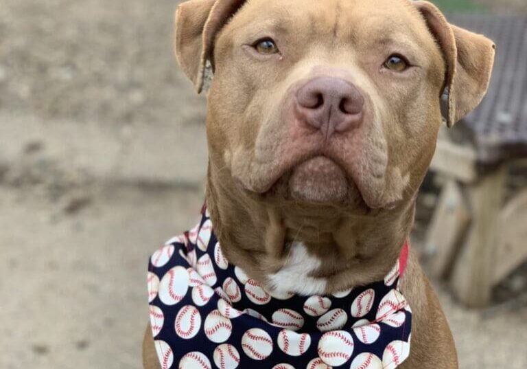 A dog wearing a bandana with baseballs on it.