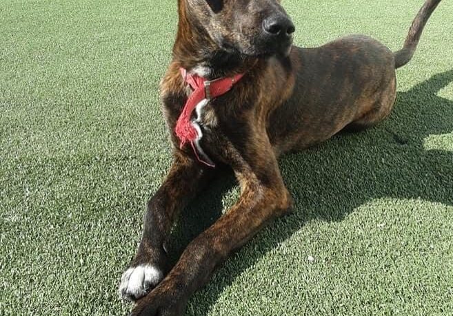 A brown dog laying on the grass with a red collar.