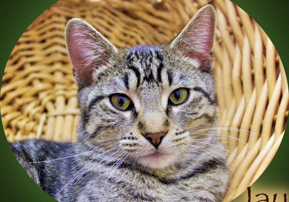 A cat is sitting in a wicker basket.