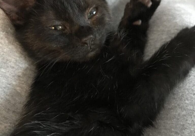 A black kitten laying on a person's lap.