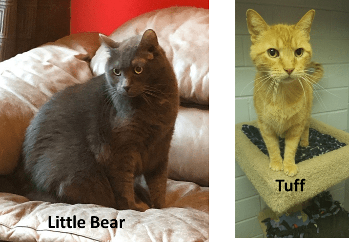 Two pictures of cats with the words little bear and tuff.