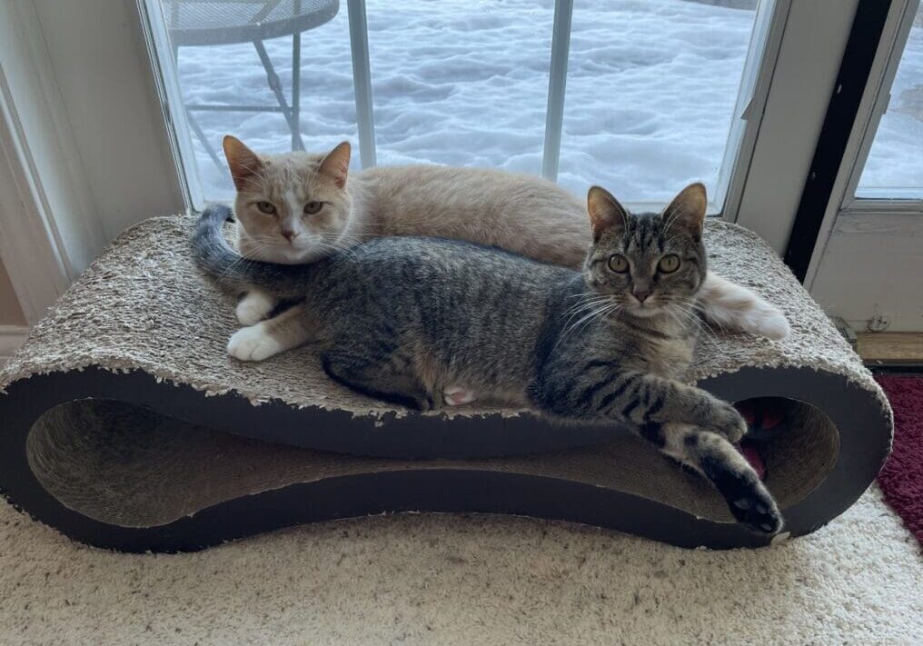 Two cats lounging on a cat scratching post.