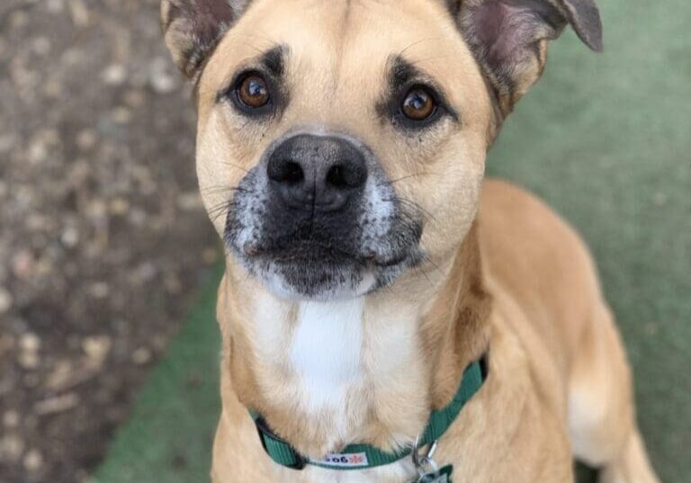 A brown dog sitting on the ground looking at the camera.